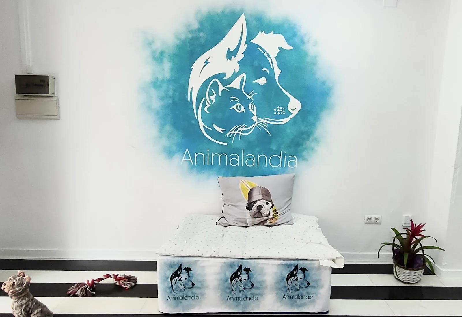 Animalandia Pet Shop