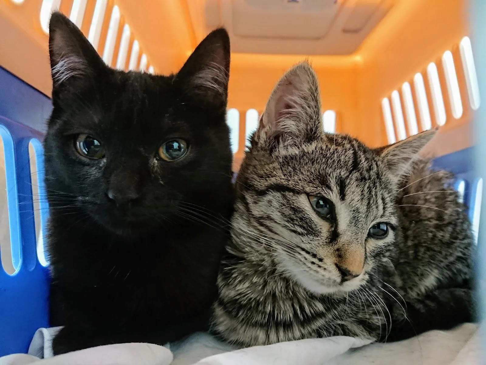 Dos gatos en la clínica