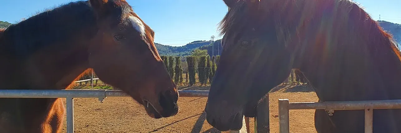 Caballos de Hípica Bolívar